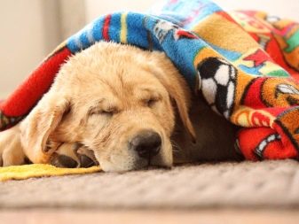 Правильный сон собаки сколько собака должна спать