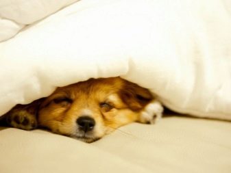 Правильный сон собаки сколько собака должна спать