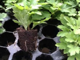 Выращивание хризантемы из семян: посев на рассаду, уход, пикировка