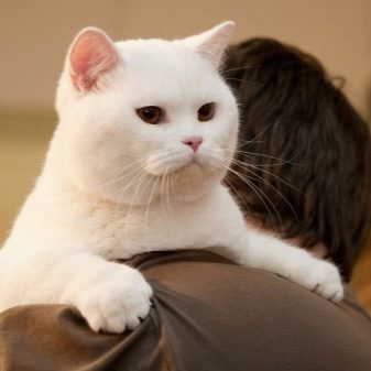 Фото кошек британской породы белого окраса thumbnail