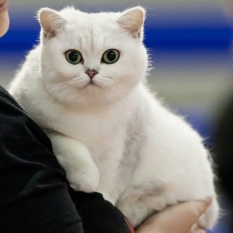 Кошки породы британцы белые