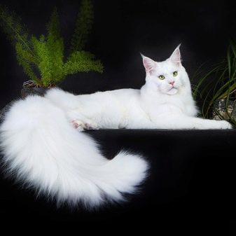 Белые кошки породы мэйкун фото