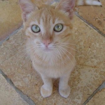 Описание породы кошек бразильская короткошерстная