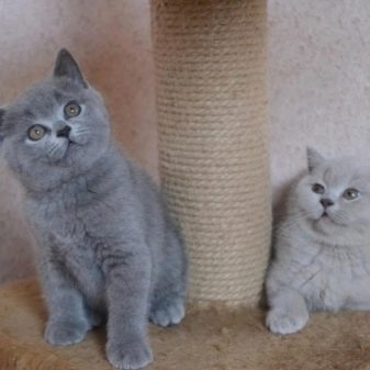 Кошки британской породы лилового цвета