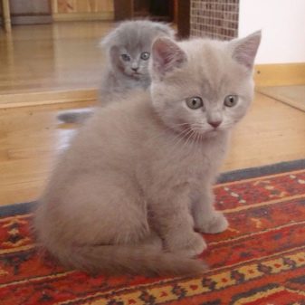 Британская лиловая кошка описание породы