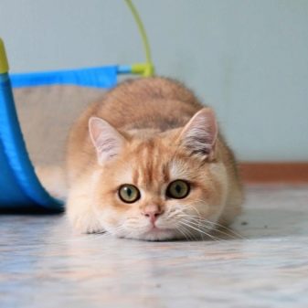 Порода кошек золотая тикированная