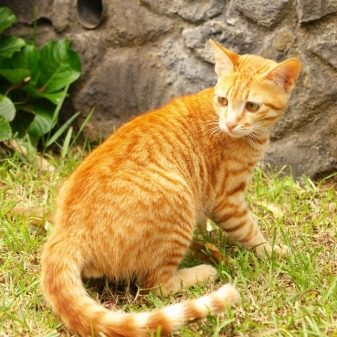 Цейлонская порода кошек описание