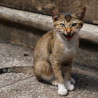 Цейлонская кошка о породе