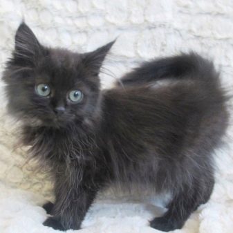 Черная сибирская кошка описание породы фото