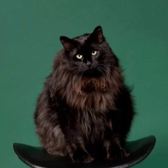 Черный окрас сибирской породы кошек