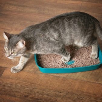 Как кошку приучить есть сухой корм что делать