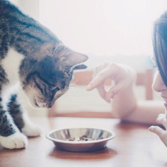 Привыкание кошек к сухому корму