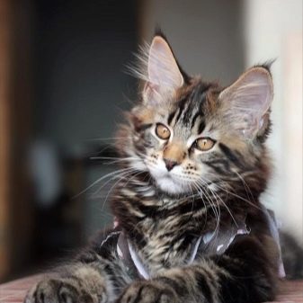 Порода кошек мэйкун фото месячных котят