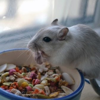 Можно ли давать крысам собачий корм