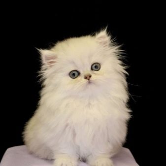 Порода кошек серебряная шиншилла thumbnail