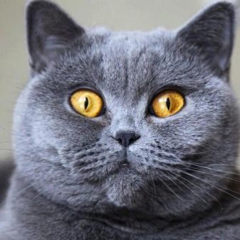 Порода британской кошки голубого цвета