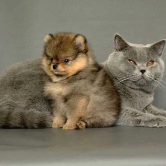 Породы кошек с фотографиями британская порода голубая