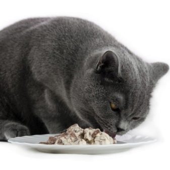 Голубой британец порода кошки фото