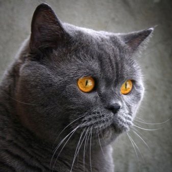 Кот голубой британец кошка так же какие будут котята
