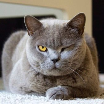 Породы кошек фото британская голубая кошка описание породы