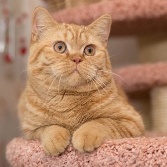 Кошки британской породы фото рыжий окрас