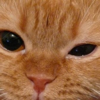 Кошка породы британская короткошерстная рыжая