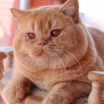 Порода кошек британская рыжий цвет