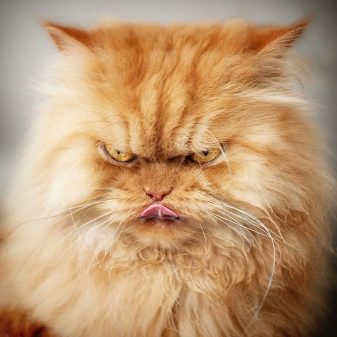 Порода кошек перс фото рыжие