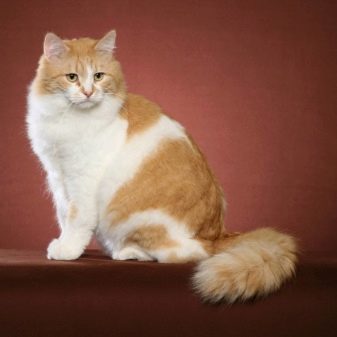 Порода кошек сибирская рыжая