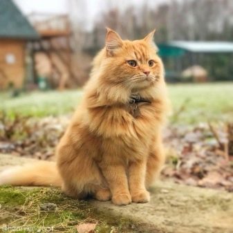 Порода кошек сибирская рыжая фото
