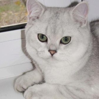 Порода кошек серебристые британские кошки