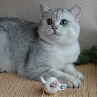 Порода кошек серебристые британские кошки