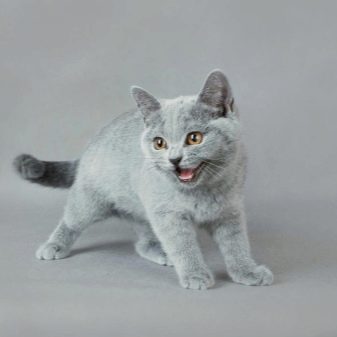 Фото кошек британской породы серого цвета