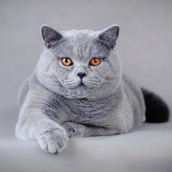 Британские Кошки Фото Прямоухие Серые