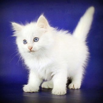 Сибирская белая кошка описание породы