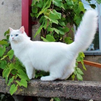 Кошка сибирской породы белого окраса