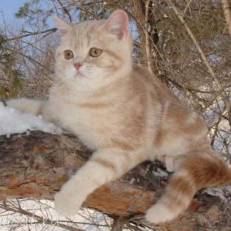Британская голубая мраморная кошка с каким котом