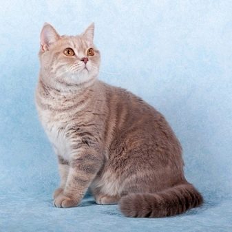 Британская мраморная кошка характеристика породы