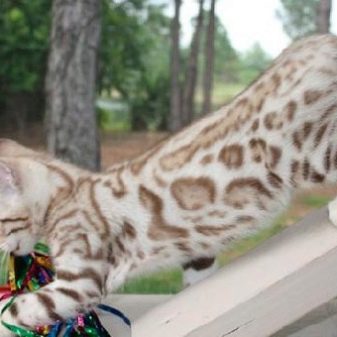Порода кошек мраморная бенгальская