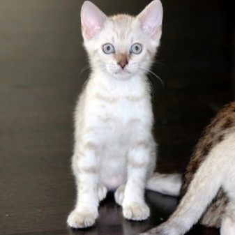 Бенгальская короткошерстная порода кошек окраса снежный мрамор