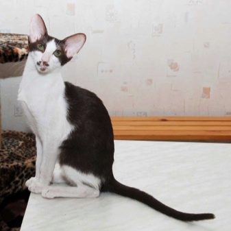 Белая кошка с черными пятнами пушистая порода