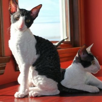 Порода кошек с белым черным цветом