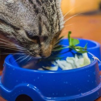 Что такое вегетарианский корм для кошек