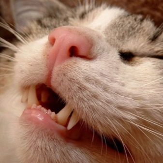 Шотландская короткошерстная кошка фото описание породы