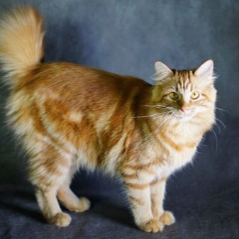 Породы кошек бобтейл описание породы характер