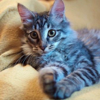 Порода кошек метис описание породы