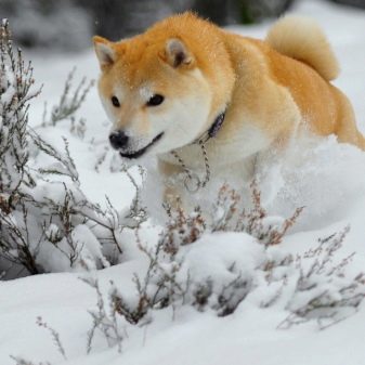 Какую дать кличку собаке акита