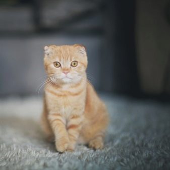 Рыжие вислоухие кошки порода фото thumbnail