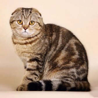 Трехцветная вислоухая кошка порода