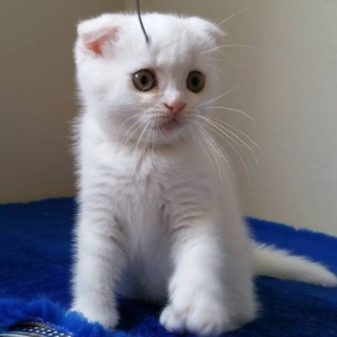Шотландская кошка породы белая